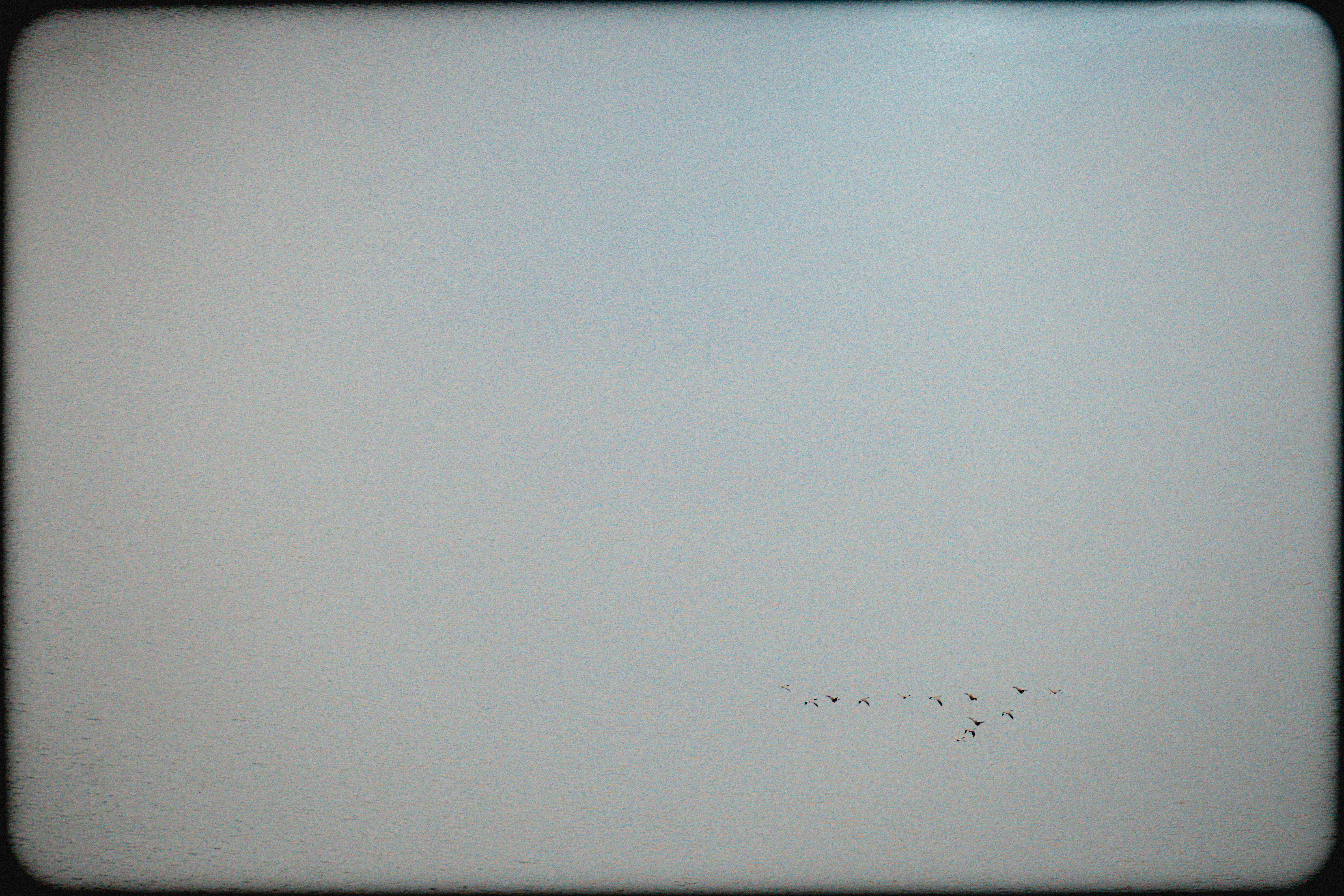 Minimal birds flying over calm water
